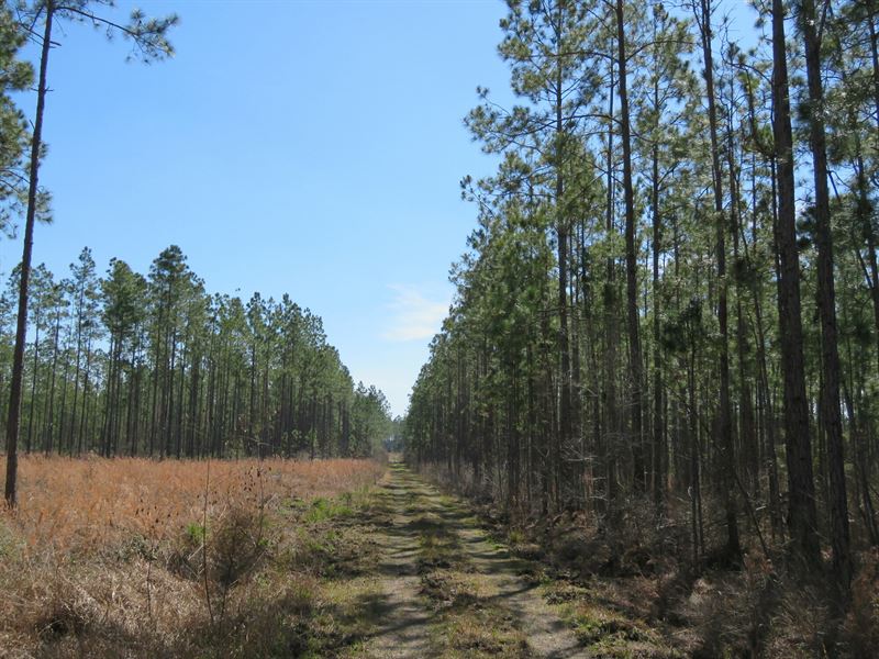 Lake City Timberland Tract : Lake City : Columbia County : Florida