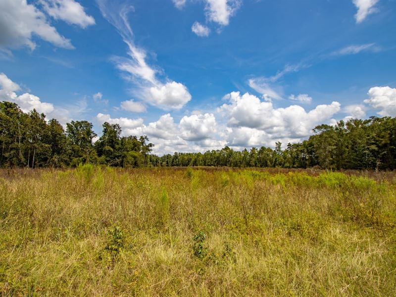 31 Ac Multi-Use Investment US Highw : Campbellton : Jackson County : Florida